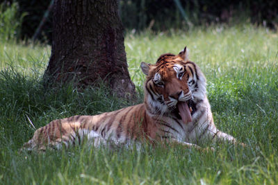 Tiger sticking out its tongue while lying in the shadow of a tree