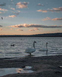 Birds on beach at sunset