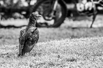 Vulture perching on grass