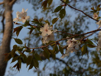 Low angle view of cherry blossoms in spring