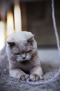 Close-up of a cat