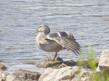 Side view of seagull on rock by lake