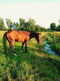 Horse on landscape against sky