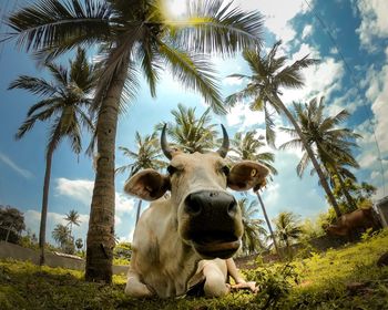 Cow standing in front of palm trees