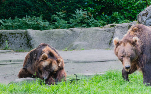 Brown bear in the wild