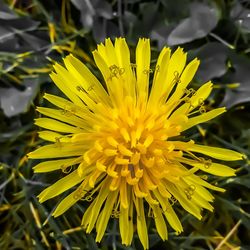 Close-up of yellow flower blooming outdoors