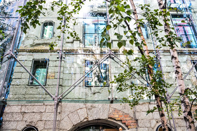 Low angle view of ivy on building