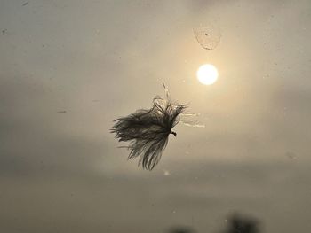 Low angle view of plant against sky during sunset