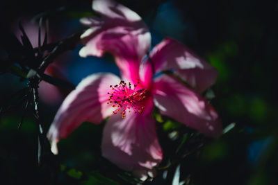 Bildhübsche rote blüten .hintergrund ist dunkel. 