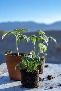 Table top view of gardening or potting bench with young tomato plants, clay pot, garden basket