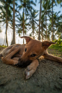 Close-up portrait of a dog on the ground