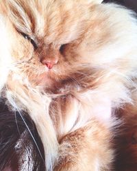 Close-up of cat
