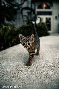 Portrait of tabby cat