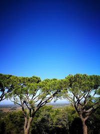 Plants growing on land against clear blue sky