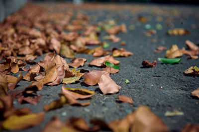 Close-up of dry maple leaves on footpath