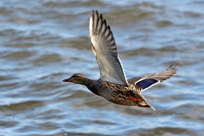 Bird flying over lake