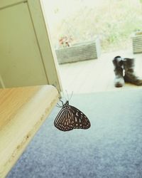 Close-up of butterfly