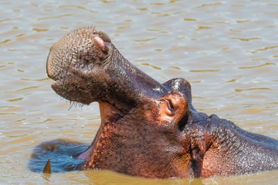 Close-up of hippo in river