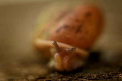 Close-up of an insect on leaf