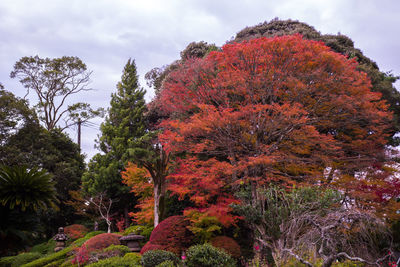 Low angle view of trees against sky during autumn