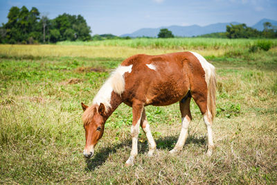 Horse grazing in field