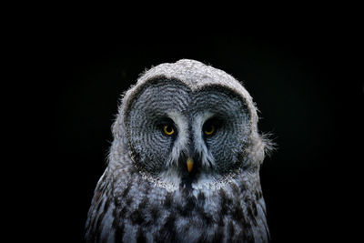 Close-up portrait of owl