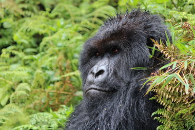 Close-up portrait of a mountain gorilla