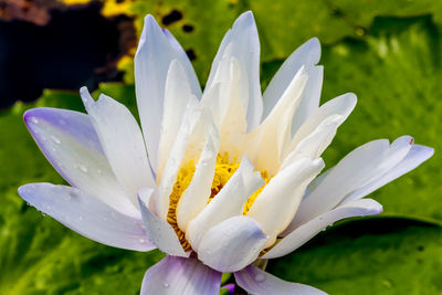 Close-up of white water lily