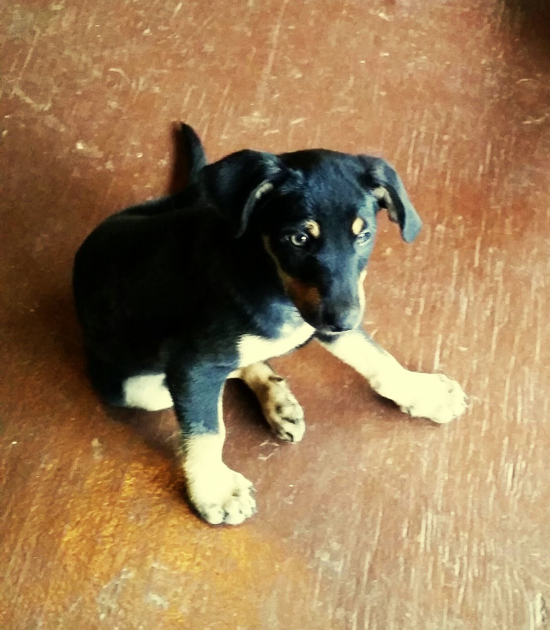 pets, domestic animals, animal themes, one animal, mammal, dog, indoors, black color, flooring, relaxation, looking at camera, high angle view, floor, portrait, lying down, home interior, hardwood floor, resting, black, no people