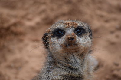 Close-up portrait of meerkat