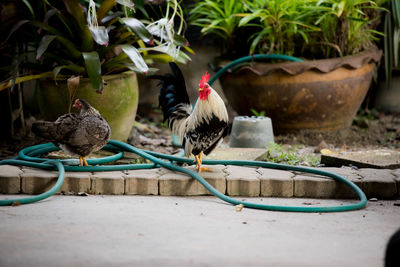 View of birds in yard