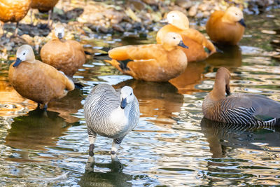 Flock of birds in lake