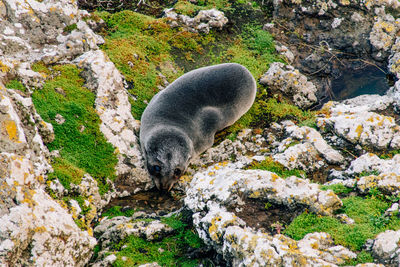 High angle view of fur seal 