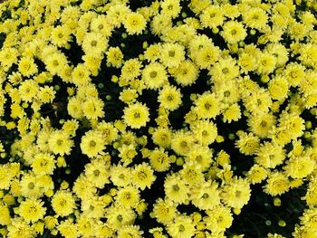 Close-up of yellow flowering plants