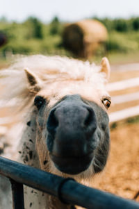 Close-up portrait of a horse