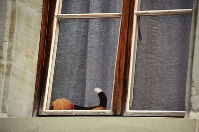 Close-up of bird on window