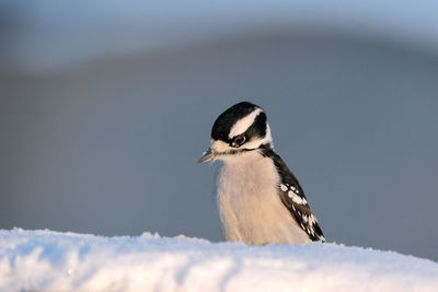 Close-up of a bird on snow