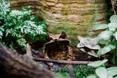 Close-up of a bird on tree trunk