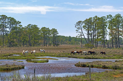 Wild ponies feeding in a wetland in the chincoteague wildlife refuge in virginia