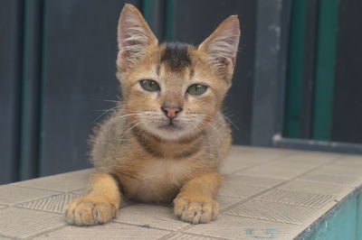pet