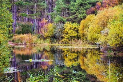 Scenic view of lake in forest during autumn