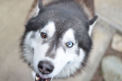 Close-up portrait of a dog