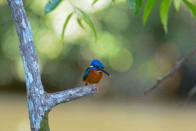 Close-up of bird perching on branch