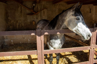 Horse standing in pen