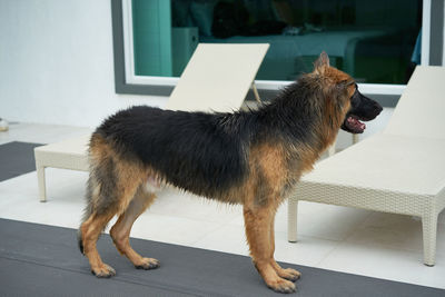 Side view of a dog looking away at home