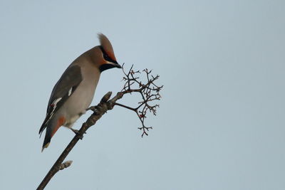 Low angle view of bird perching on tree against sky