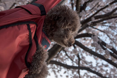 Close-up of a dog on the branch