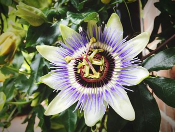 Close-up of purple flower