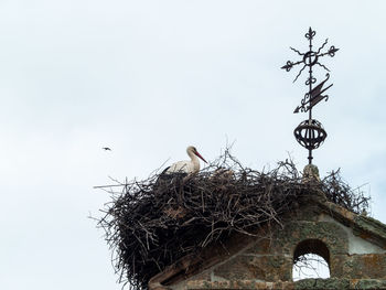 Low angle view of birds in nest against sky