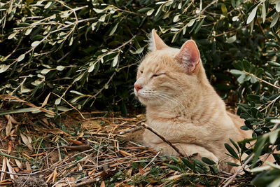 Portrait of beautiful ginger fur cat in foliage of an olive tree. domestic wild cat. 